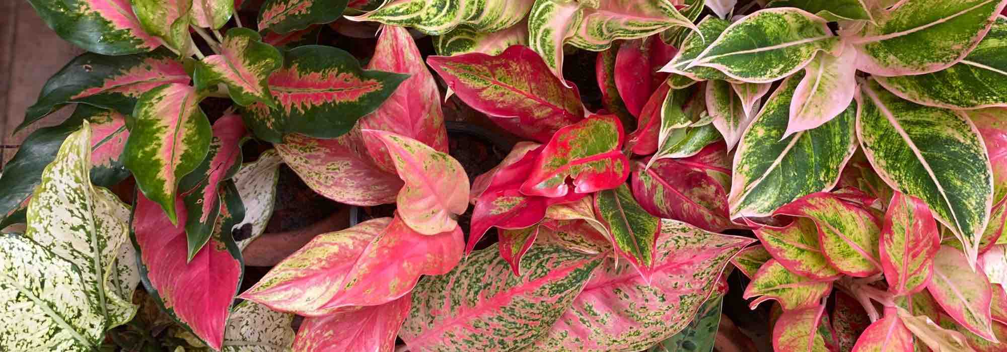 Aglaonema : l’entretien au fil des saisons