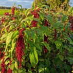 Comment récolter et utiliser l'amarante en cuisine ?