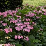 Massifs, talus, bordures : quels arbustes couvre-sol pour la mi-ombre ?