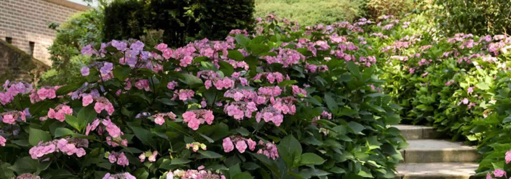 Massifs, talus, bordures : quels arbustes couvre-sol pour la mi-ombre ?