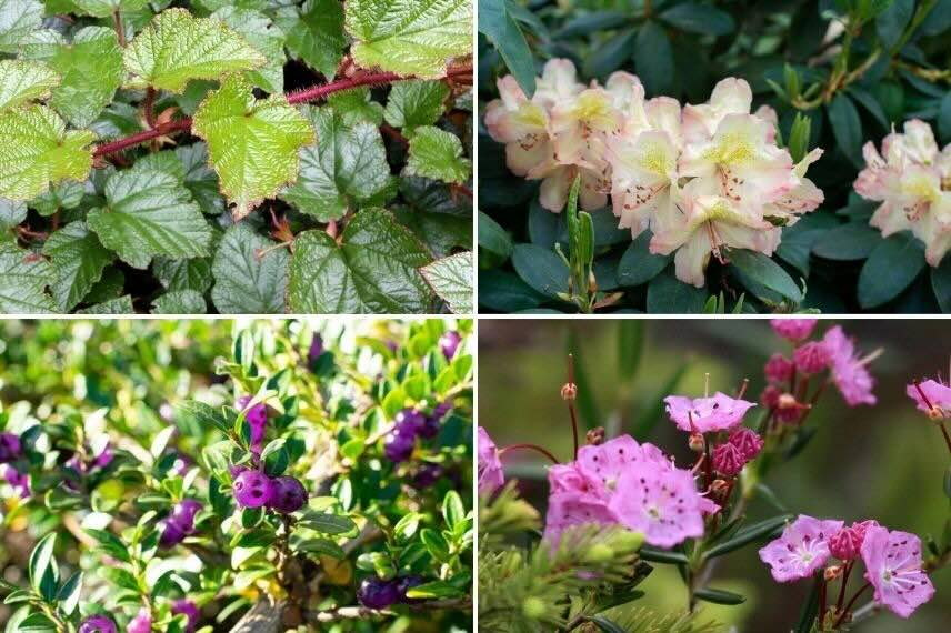 différents arbustes couvre-sol pour la mi-ombre