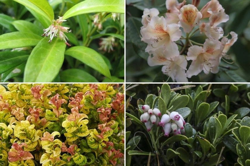 arbustes couvre sol pour l'ombre