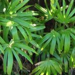 Les arbustes exotiques à feuillage luxuriant : pour un jardin dépaysant !