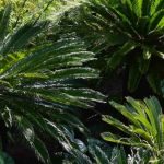 Les arbustes exotiques à feuillage graphique : structurez votre jardin avec style