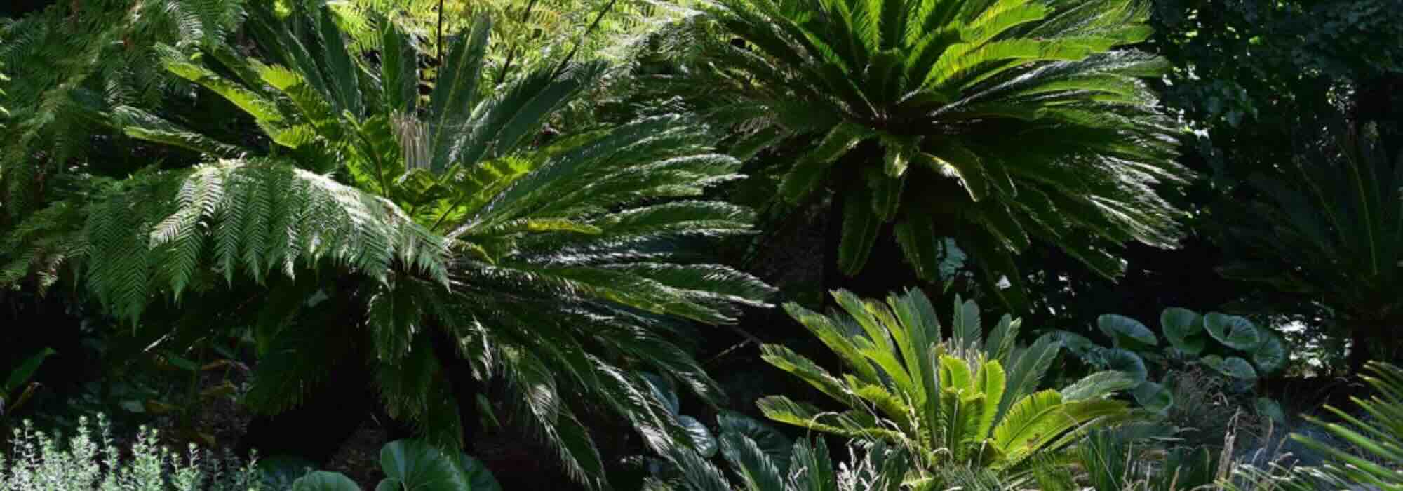 Les arbustes exotiques à feuillage graphique : structurez votre jardin avec style