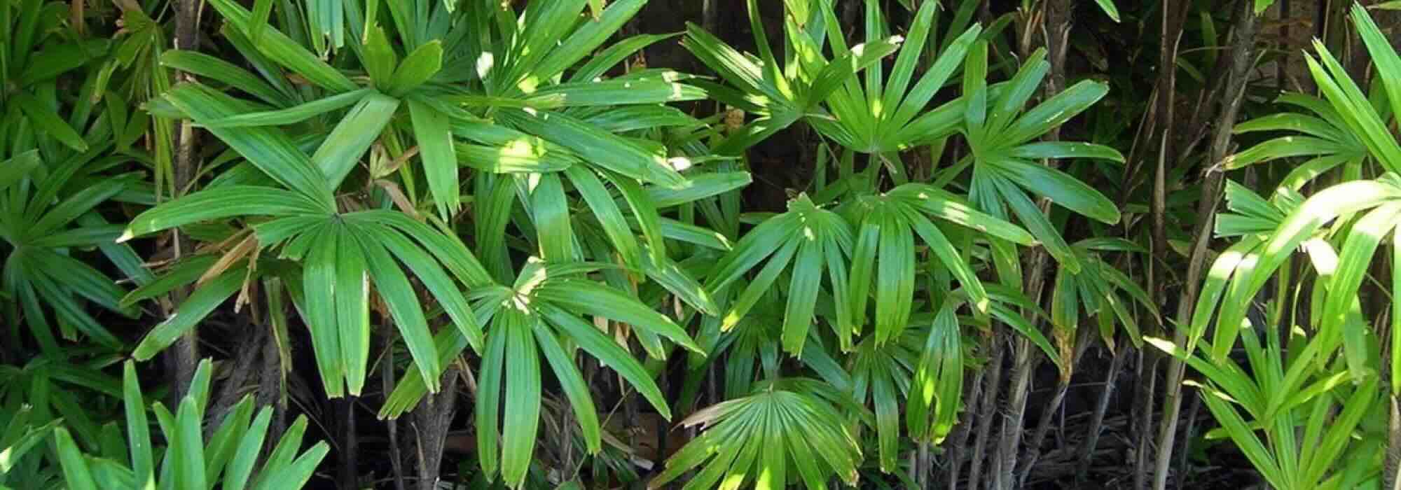 Les arbustes exotiques à feuillage luxuriant : pour un jardin dépaysant !