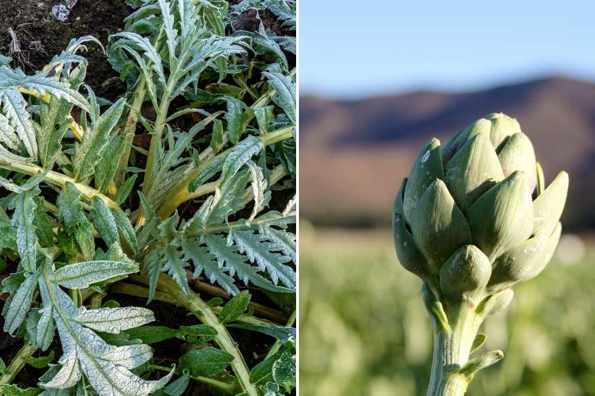 artichaut feuilles principes actifs