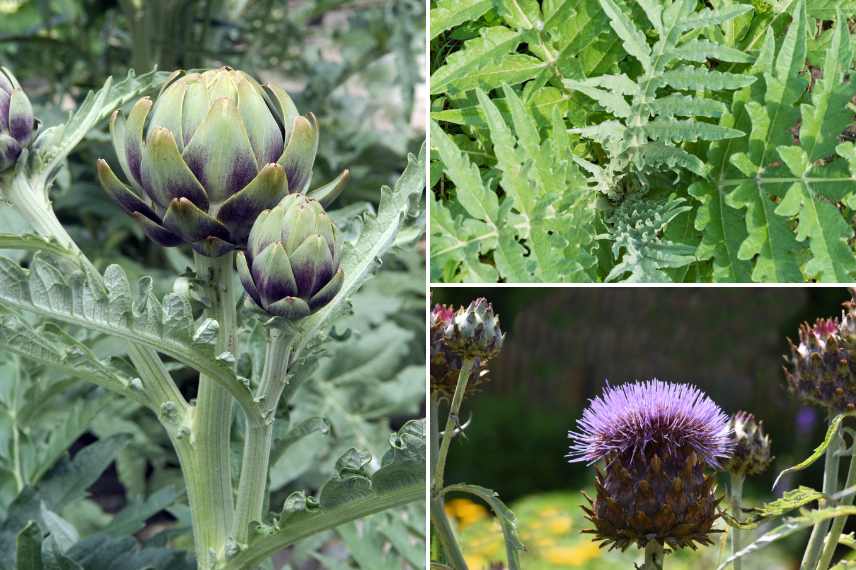 artichaut phytothérapie