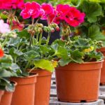 Comment bouturer le pélargonium ou géranium des balcons ?