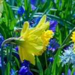 Adoptez ces bulbes à floraison longue durée !