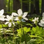 Illuminez les zones d’ombre avec les bulbes de printemps !