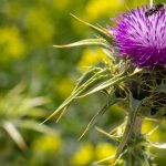 Chardon-marie : une plante médicinale à cultiver pour ses bienfaits