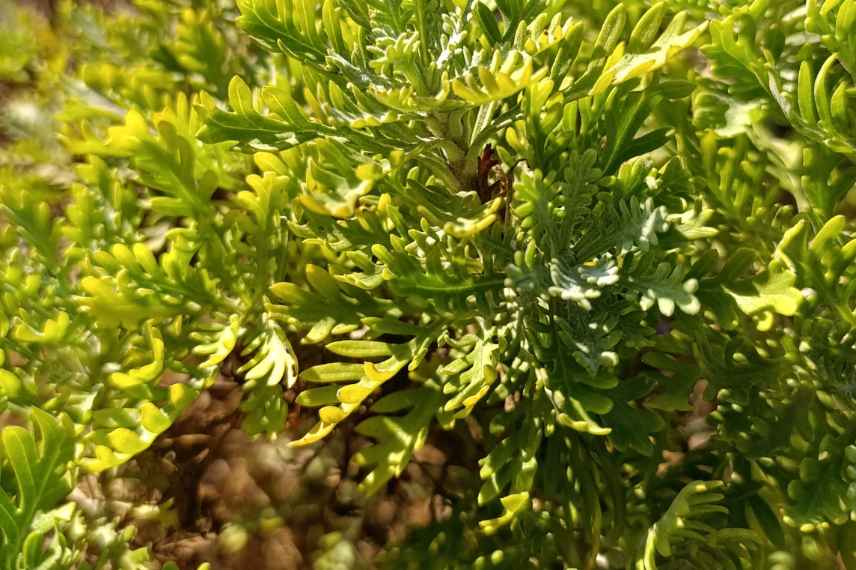 jaunissement euryops