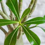 Adenium ou Rose du désert : l’entretien au fil des saisons