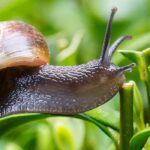 Escargots et limaces au jardin : alliés ou nuisibles ?