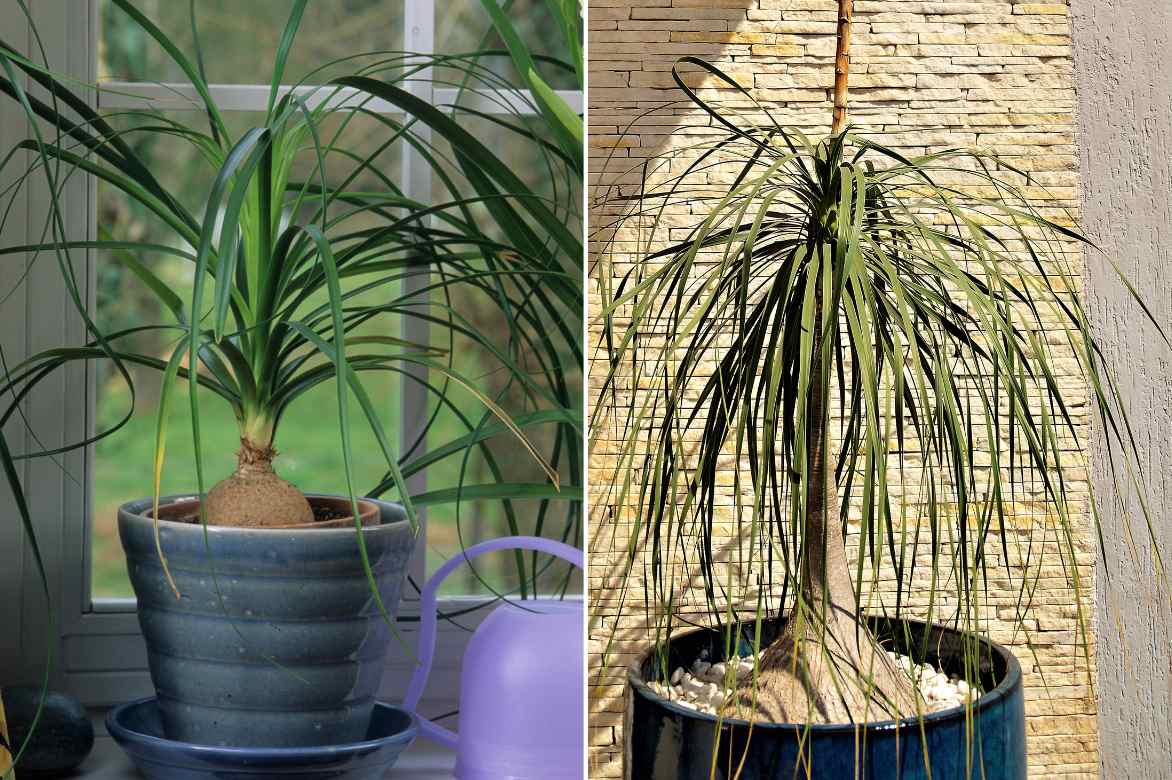 ou placer beaucarnea