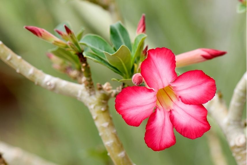 fleur d'adenium