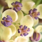 Plantes grimpantes de fin de printemps : pour un jardin qui annonce l'été !