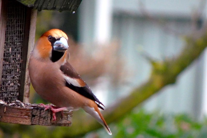 grosbec casse noyaux mangeoire