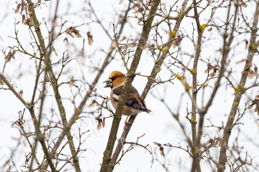 gros bec casse noyaux alimentation