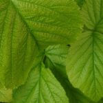 Comment faciliter sa digestion avec les feuilles de framboisier ?