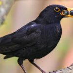 Les meilleures baies pour attirer et nourrir les oiseaux au jardin
