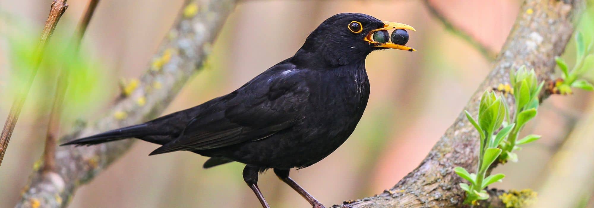 Les meilleures baies pour attirer et nourrir les oiseaux au jardin