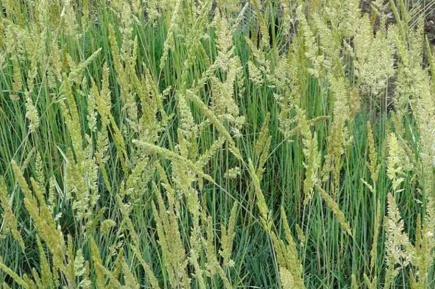 graminée sol sableux koélérie