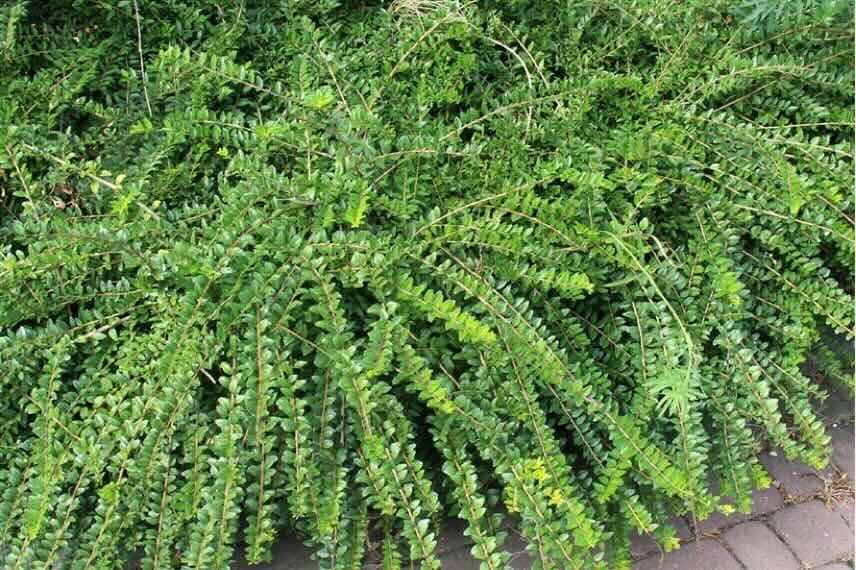 buisson de chévrefeuille à cupule