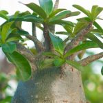 Rose du désert, Adenium : maladies et parasites