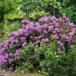Comment marcotter facilement le rhododendron ?