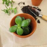 Comment multiplier les Crassulas ?