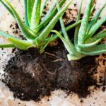 Comment multiplier les aloès facilement ?