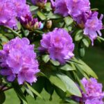 Comment bouturer facilement le rhododendron ?