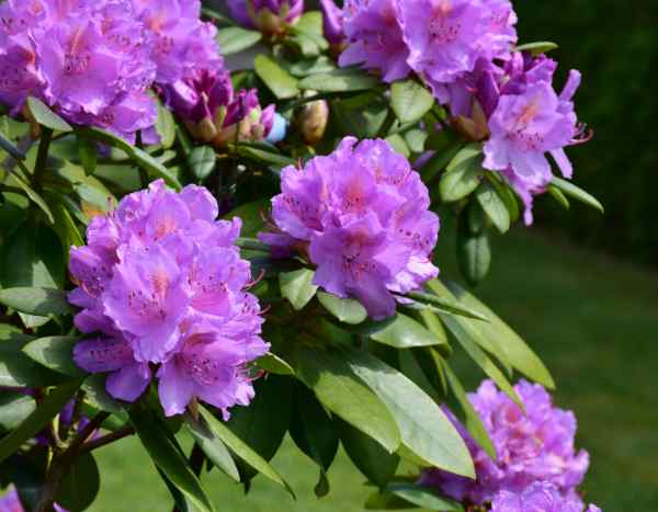 Comment bouturer facilement le rhododendron ?