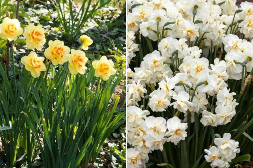 bulbes floraison durable