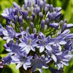 Les plantes qui aiment avoir les racines à l'étroit