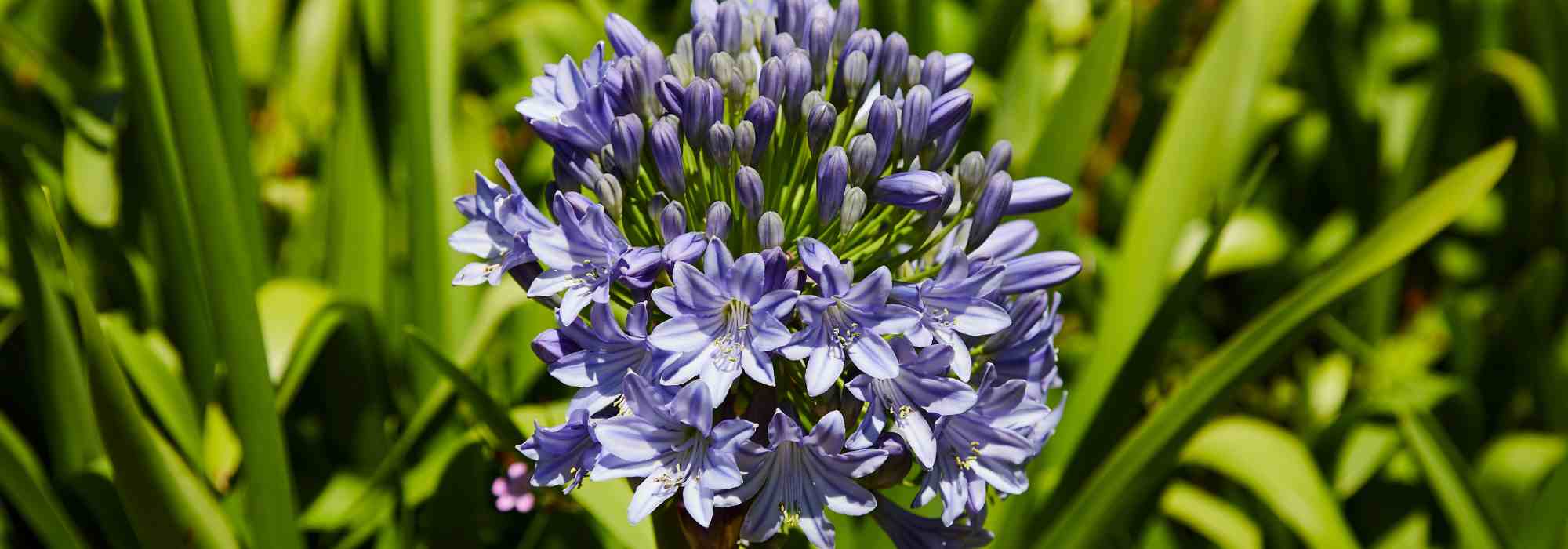 Les plantes qui aiment avoir les racines à l'étroit