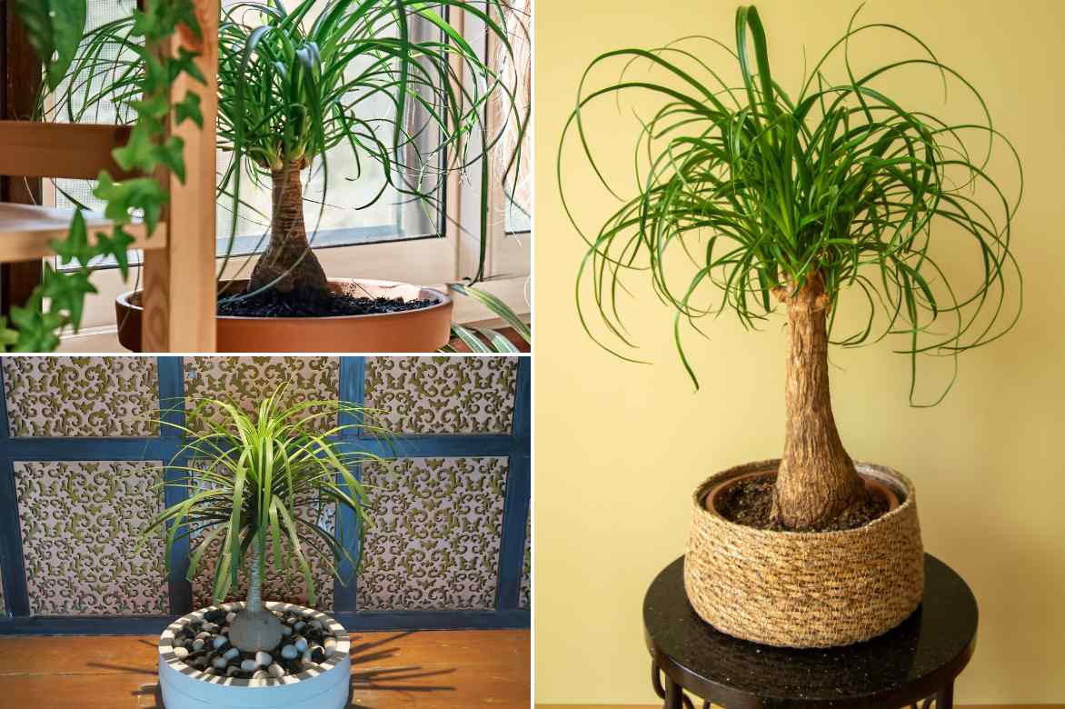 pied d elephant decoration 