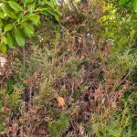 Comment rajeunir une vieille haie ?