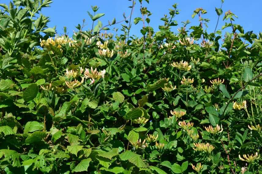chèvrefeuille à fleurs jaunes dans une haie