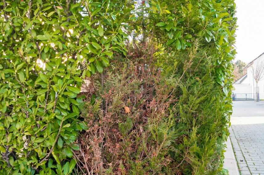 haie en mauvais état