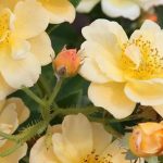 Les rosiers grimpants à fleurs jaunes et orange pour ensoleiller le jardin !