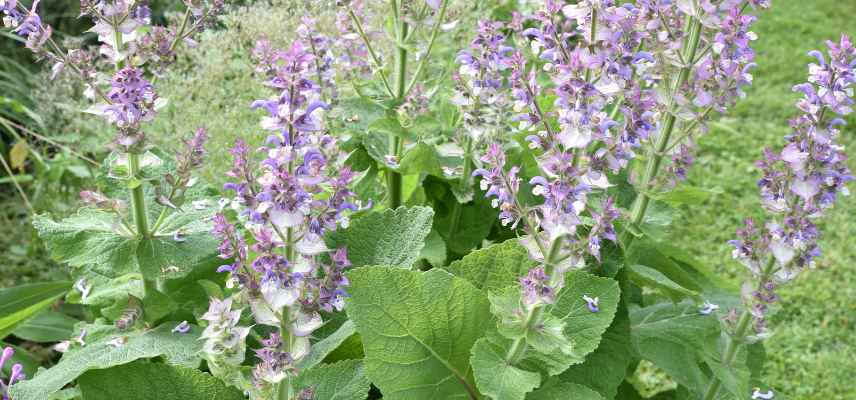 quelle plante pour traiter problemes cheveux gras pollue