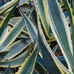Agaves envahissants : guide pratique pour s’en débarrasser