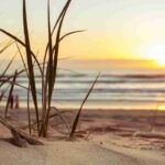 Quelles graminées choisir pour un sol sableux ?