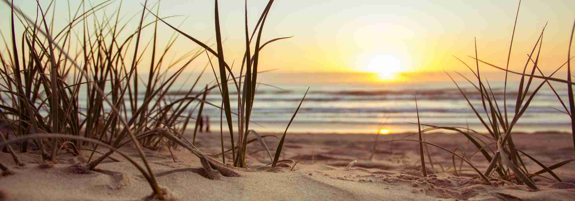 Quelles graminées choisir pour un sol sableux ?