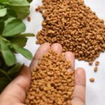 Comment semer le fenugrec ?