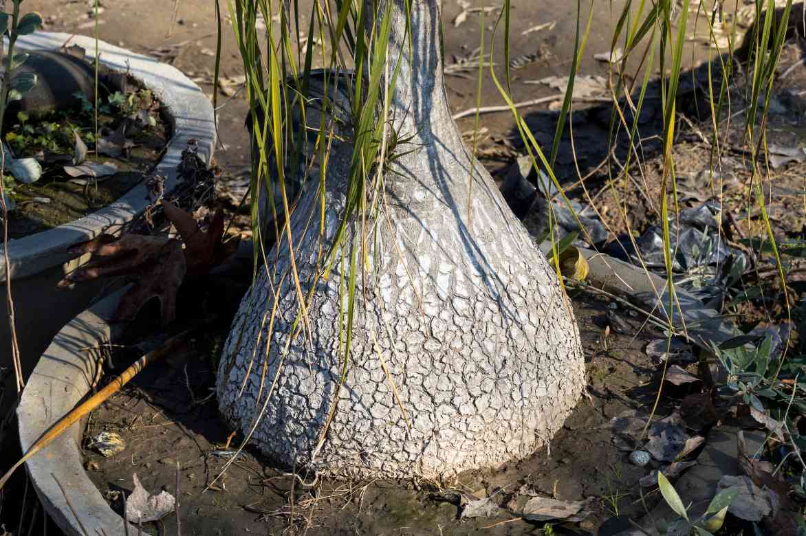 nolina pied elephant