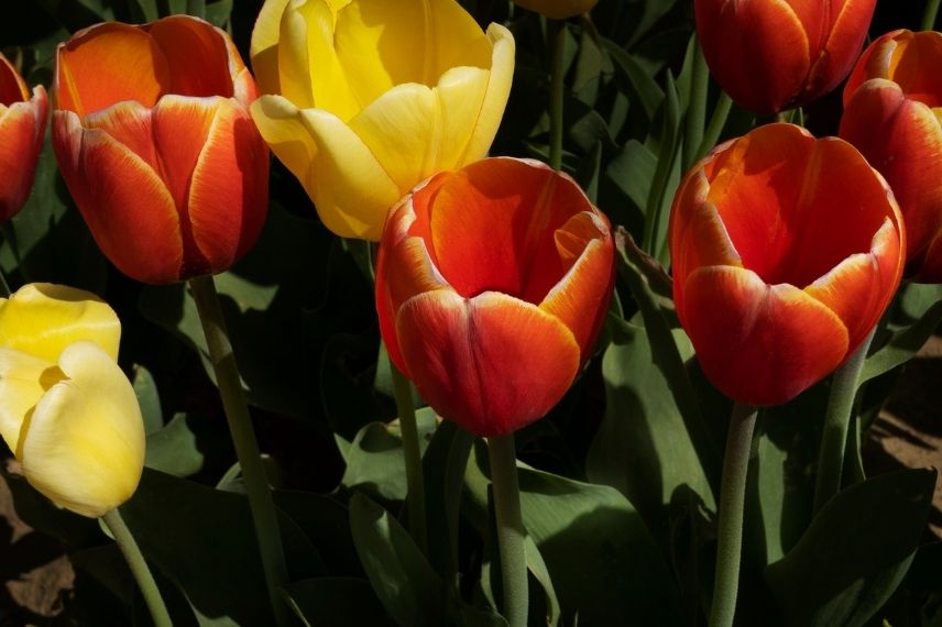 bulbes floraison longue